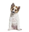 Pomsky, 4 months old, sitting, in front of white background