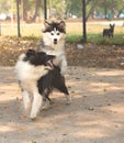 Pomsky playing with a Shetland Shepherd in a park