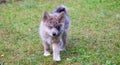 Adorable blue eyed Pomsky puppy