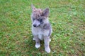 Adorable blue eyed Pomsky puppy