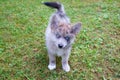 Adorable blue eyed Pomsky puppy