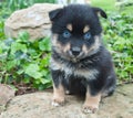 Pomsky Puppy