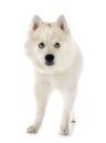 Pomsky in studio Royalty Free Stock Photo