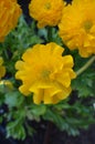 Pon Pon Yellow Ranunculus, Persian buttercup flowers