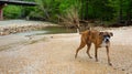 Ponca Low-Water Bridge in Arkansas during flood Royalty Free Stock Photo