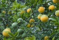 Poncirus Trifoliata Fruit Tree Royalty Free Stock Photo