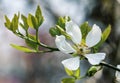 White flowers of the trifoliate orange, poncirus trifoliata Royalty Free Stock Photo