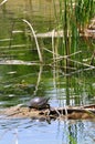 At the pond