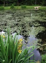 A pond Royalty Free Stock Photo