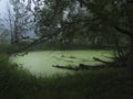 Pond with algae or scum in summer Royalty Free Stock Photo