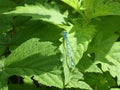 Small blue dragonfly on a leaf Royalty Free Stock Photo
