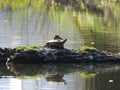 Pond animals turtle and duck