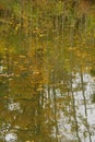 Pond in autumn, mirror image with reflections.