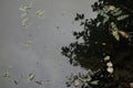 On the pond bank enjoying the water spiders