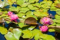 Pond with beautiful pink sacred lotus flowers and green leaves - great for a wallpaper Royalty Free Stock Photo