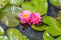 Pond with beautiful pink sacred lotus flowers and green leaves - great for a wallpaper Royalty Free Stock Photo