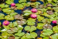 Pond with beautiful pink sacred lotus flowers and green leaves - great for a wallpaper Royalty Free Stock Photo
