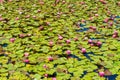 Pond with beautiful pink sacred lotus flowers and green leaves - great for a wallpaper Royalty Free Stock Photo