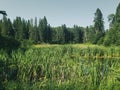 A pond behind Hickey Lake on the Hickey Lake Hiking Trail in Duck Mountain Provincial Park, Manitoba, Canada Royalty Free Stock Photo