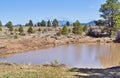 Pond below Scholz Lake in Northern Arizona Royalty Free Stock Photo