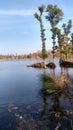 Pond of blue water in indore, narmada water , thin trees in pond