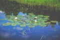 Pond blue water and lotus flowers