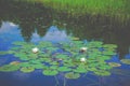 Pond blue water and lotus flowers