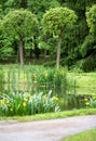 Pond with bog yellow irises
