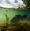 Pond with carp Royalty Free Stock Photo