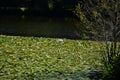 Pond in Castle and Park Charlottenburg in Summer, Berlin