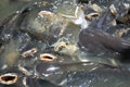 Catfish feeding in a river