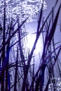 Pond with cattail in blue moon light