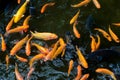 Pond in China with goldfish or Golden carp Japanese name-koi fish, Nishikigoi, Cyprinus carpio haematopterus a sacred symbol for