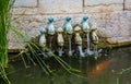 Pond of The Church of the Multiplication, Tabha, Israel