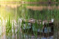 Pond in a city park with a bridge for fishermen. Reflection of houses in the water Royalty Free Stock Photo