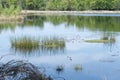 A Pond with clumps of soft rush and reedgrass, reflecting sky is blue with some clouds in the sky, at Kampinase Heide Boxtel The