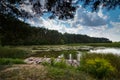 A pond with coniferous forest with a pier and reeds, water lily leaves and algae