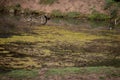 Pond covered with algae Royalty Free Stock Photo