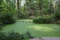 A pond covered in green algae with stone steps through the middle surrounded by trees and shrubs in a wooded setting