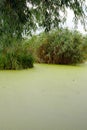 Green duckweed on the water. Close-up. Texture. Growing macroalgae - duckweed, family Lemna for feeding birds and fish. Royalty Free Stock Photo