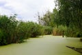 Green duckweed on the water. Close-up. Texture. Growing macroalgae - duckweed, family Lemna for feeding birds and fish. Royalty Free Stock Photo