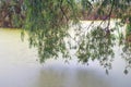 Growing macroalgae - duckweed, smelly family for feeding birds and fish. Ecobusiness Royalty Free Stock Photo