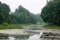 Pond covered with green duckweed on an overcast day. Growing macroalgae - duckweed, a family of lemnous for feeding birds and fish Royalty Free Stock Photo