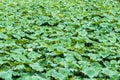 Pond covered with large lily pads in rural park Royalty Free Stock Photo