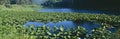 Pond covered with lilies