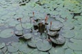 Pond covered with lily pads with flower buds Royalty Free Stock Photo