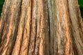 Pond cypress tree Taxodium ascendens roots bark closeup - Topeekeegee Yugnee Park, Hollywood, Florida, USA Royalty Free Stock Photo