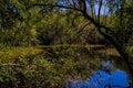 Pond in the desert summer after a storm