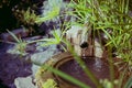 Pond detail in Japanese zen garden Royalty Free Stock Photo