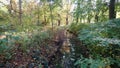 Pond and different plants around it